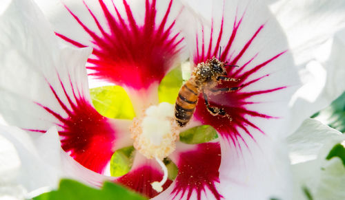 Close-up of flower head