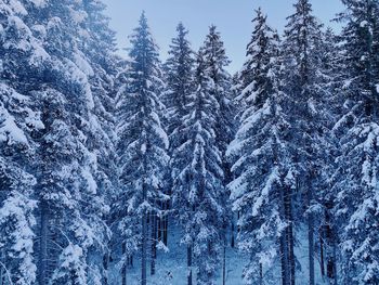 Trees in forest during winter