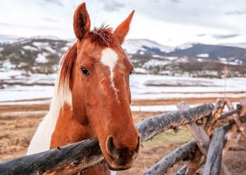 Close-up portrait of horse standing by railing against snowcapped mountain