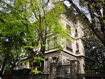 Low angle view of trees and building in city