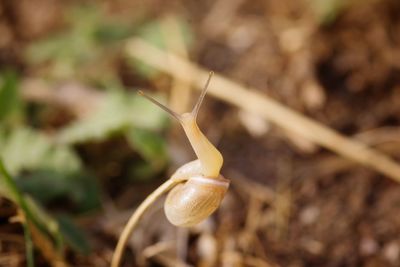 Close-up of snail on plant