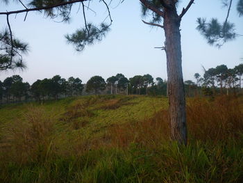 Trees on field against sky