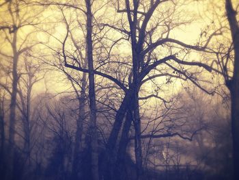 Bare trees against sky at sunset