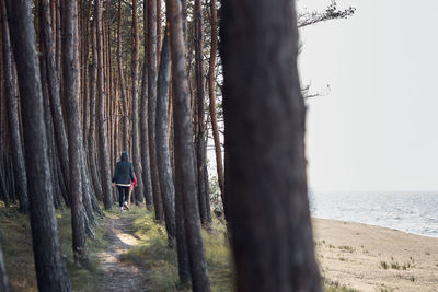 Trees in forest