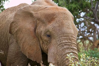 indian elephant