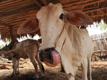 Portrait of cow standing in pen