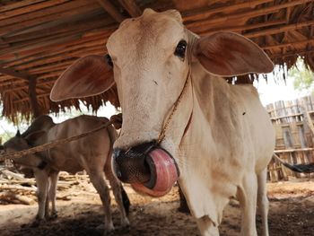 Portrait of cow 