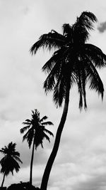 palm tree