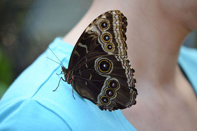 Close-up of butterfly on hand