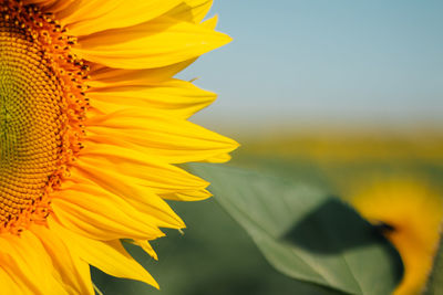 Close-up of sunflower