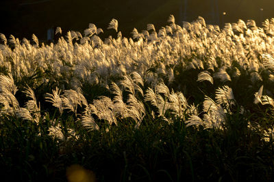 Plants growing on field