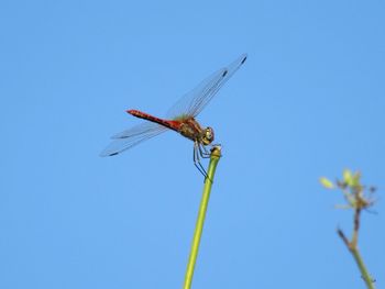 Low angle view of dragonfly on plant against clear blue sky