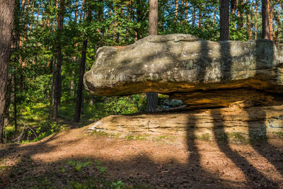 Stone wall in forest