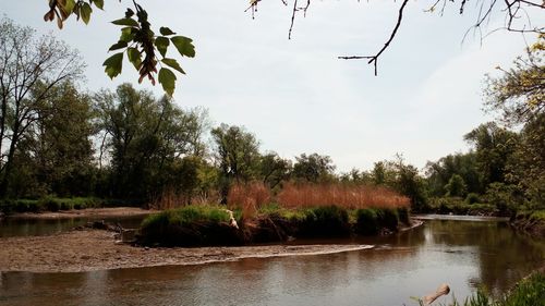 Reflection of trees in water