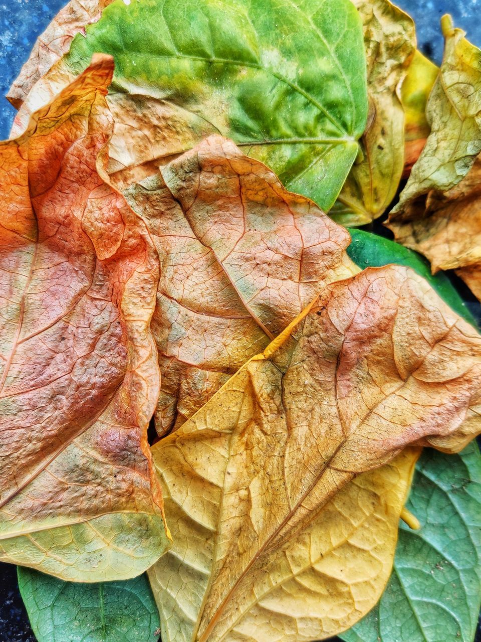 HIGH ANGLE VIEW OF DRIED LEAVES ON PLANT