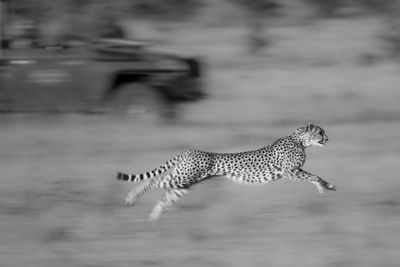 Close-up of cheetah on field