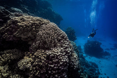 Scuba diver swimming by corals in red sea