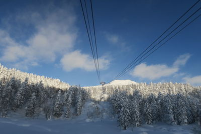 Snow covered land and trees against sky