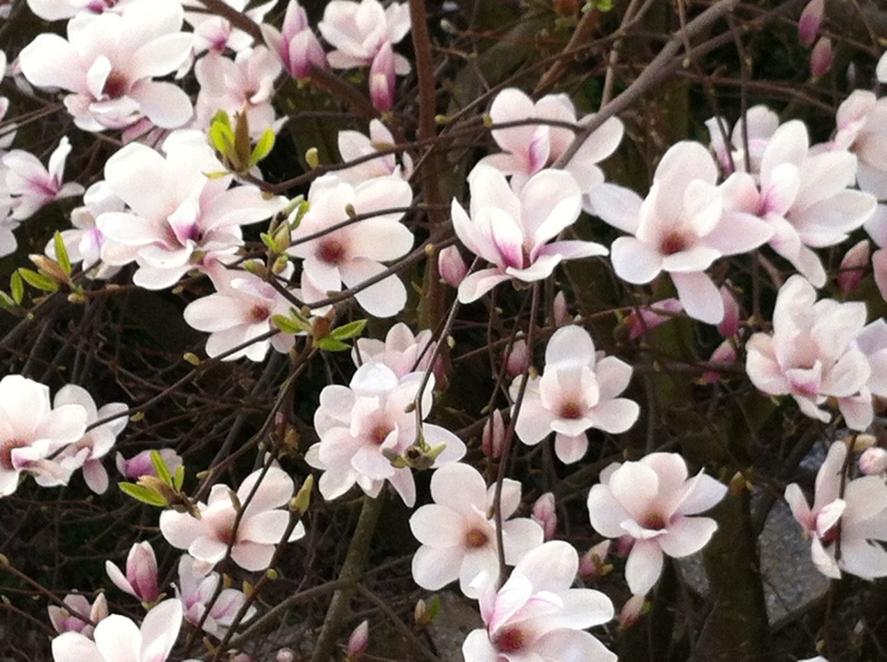 flower, freshness, fragility, pink color, growth, beauty in nature, petal, nature, blooming, plant, close-up, day, outdoors, abundance, field, blossom, no people, stem, focus on foreground, leaf