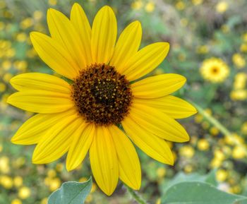 Close-up of yellow flower