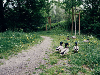 View of birds on field