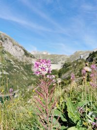 Close-up of pink flowering plants on field