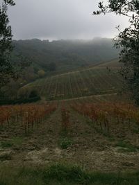 Scenic view of agricultural field against sky