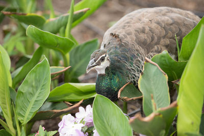 Close-up of bird perching on plant