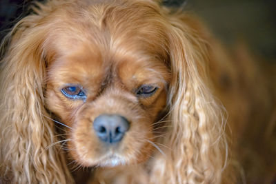 Close-up portrait of a dog