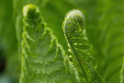 Close-up of plant