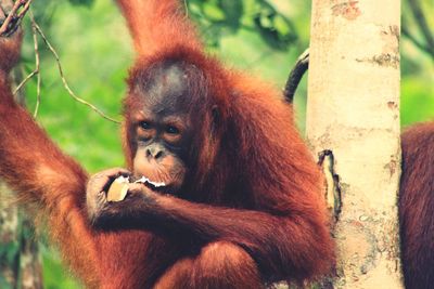 Orangutan by tree at zoo