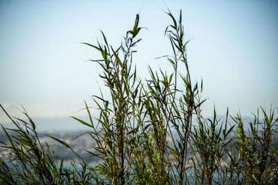 Low angle view of plants growing on field against sky