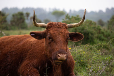 View of a horse on field