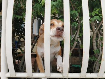 Portrait of dog peeking