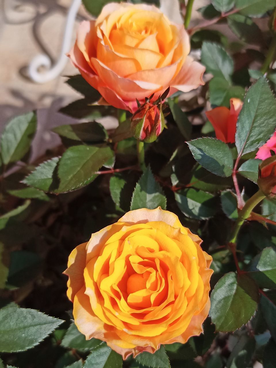 CLOSE-UP OF ROSE IN ORANGE ROSES