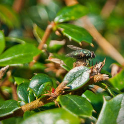 Close-up of insect on plant