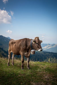 Cows standing on field against sky