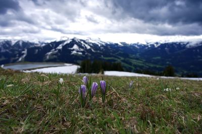 Plants on field against mountain range