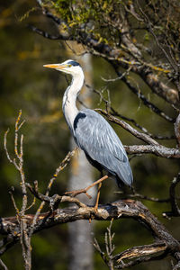 High angle view of gray heron perching on tree