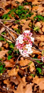 Close-up of pink cherry blossom