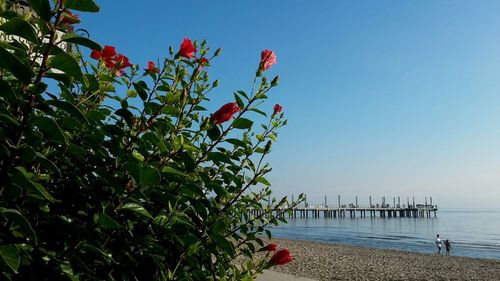 View of flower tree by sea against clear sky