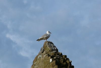 Low angle view of seagull perching on rock