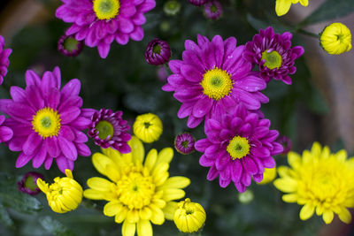 Close-up of yellow flowers blooming outdoors