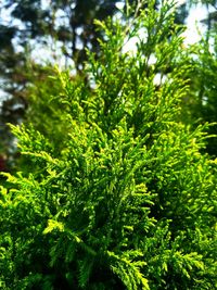 Close-up of fresh green plants