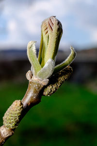 Close-up of flower buds growing outdoors