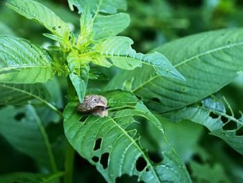 Close-up of insect on leaves