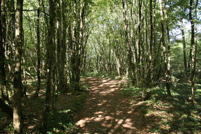 Trees in forest