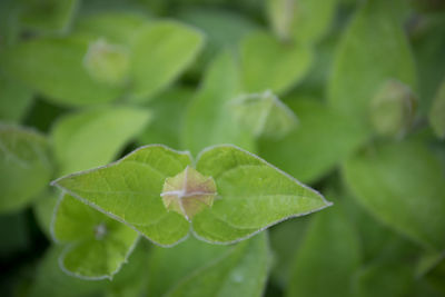 Close-up of green leaves on plant