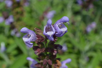 Close-up of purple flowers blooming outdoors