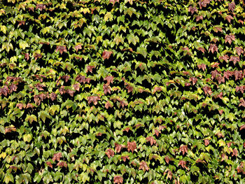 Close up of leaves on branch